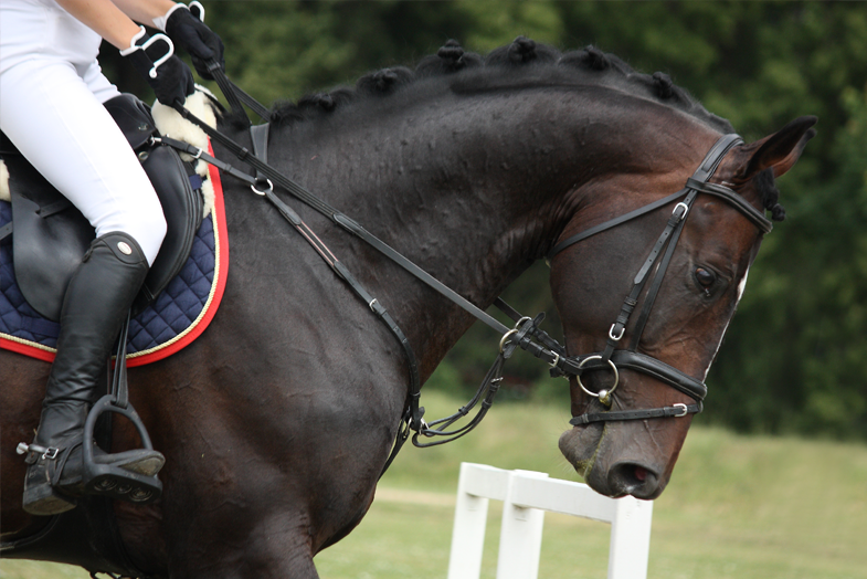 Happily Ever After Horse Show