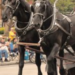 All Horse Parade Sunday September 7th 3:00pm