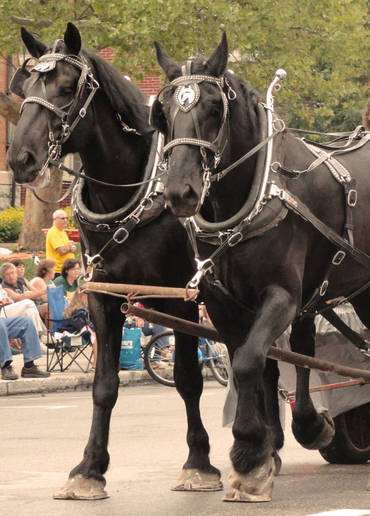 All Horse Parade Sunday September 7th 3:00pm
